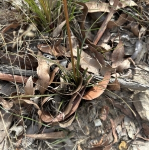 Stylidium graminifolium at Moollattoo, NSW - 12 Sep 2023