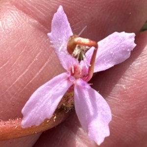 Stylidium graminifolium at Moollattoo, NSW - 12 Sep 2023 11:37 AM