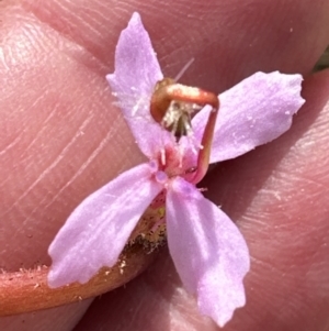 Stylidium graminifolium at Moollattoo, NSW - 12 Sep 2023