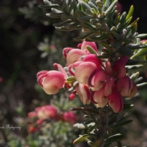 Grevillea lanigera at Coree, ACT - 10 Sep 2023