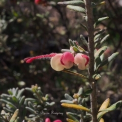 Grevillea lanigera at Coree, ACT - 10 Sep 2023