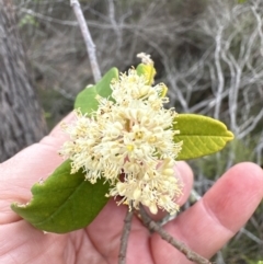 Pomaderris sp. at Morton National Park - 12 Sep 2023 by lbradley