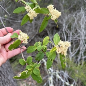 Pomaderris sp. at Moollattoo, NSW - 12 Sep 2023