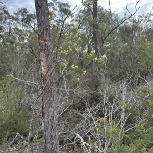 Pomaderris sp. at Moollattoo, NSW - 12 Sep 2023