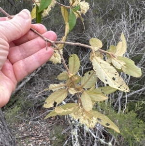 Pomaderris sp. at Moollattoo, NSW - 12 Sep 2023