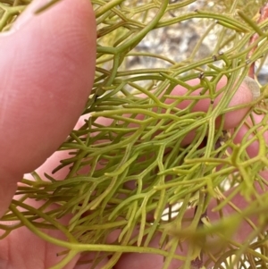 Petrophile pedunculata at Moollattoo, NSW - suppressed