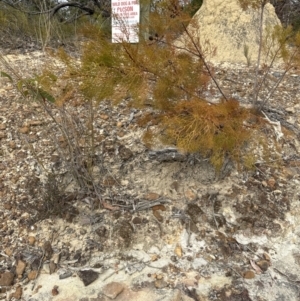 Petrophile pedunculata at Moollattoo, NSW - suppressed