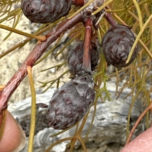 Petrophile pedunculata at Moollattoo, NSW - suppressed