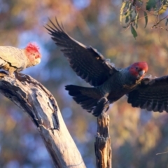 Callocephalon fimbriatum (Gang-gang Cockatoo) at GG254 - 11 Sep 2023 by jb2602