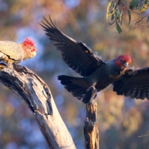 Callocephalon fimbriatum at Ainslie, ACT - 11 Sep 2023