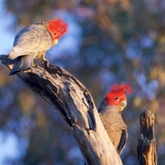 Callocephalon fimbriatum at Ainslie, ACT - suppressed