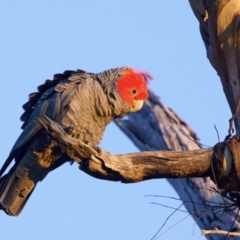 Callocephalon fimbriatum at Ainslie, ACT - suppressed