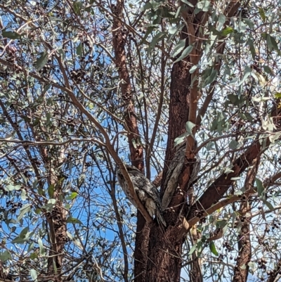 Podargus strigoides (Tawny Frogmouth) at Stromlo, ACT - 12 Sep 2023 by Rebeccajgee