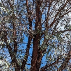 Podargus strigoides at Stromlo, ACT - 12 Sep 2023 12:26 PM