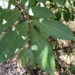 Synoum glandulosum subsp. glandulosum (Scentless Rosewood) at Vincentia, NSW - 3 Sep 2023 by Tapirlord