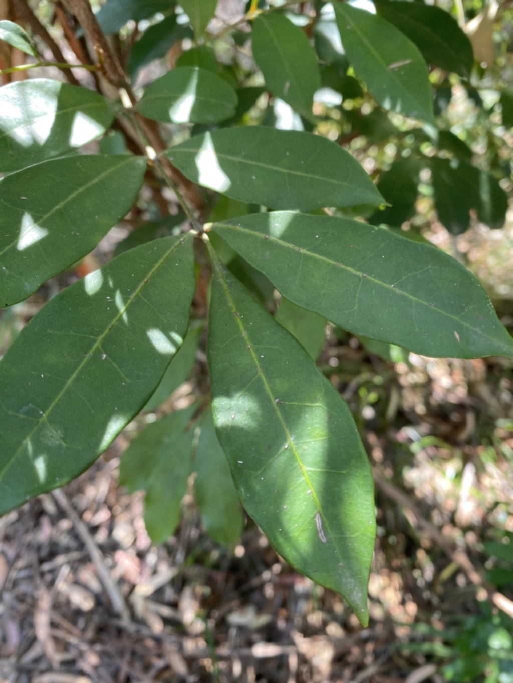 Synoum glandulosum subsp. glandulosum at Vincentia, NSW - 3 Sep 2023