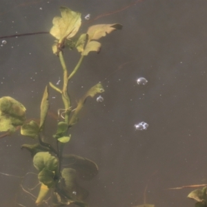 Rorippa nasturtium-aquaticum at Dry Plain, NSW - 19 May 2023