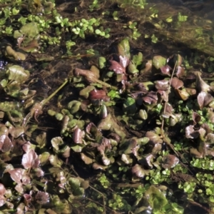 Rorippa nasturtium-aquaticum at Dry Plain, NSW - 19 May 2023