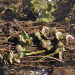 Rorippa nasturtium-aquaticum at Dry Plain, NSW - 19 May 2023