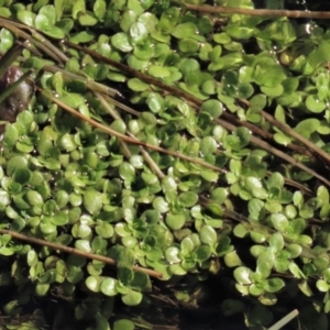 Callitriche stagnalis at Dry Plain, NSW - 19 May 2023