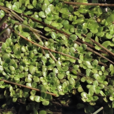 Callitriche stagnalis (Common Starwort) at Top Hut TSR - 19 May 2023 by AndyRoo