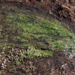 Callitriche stagnalis at Dry Plain, NSW - 19 May 2023