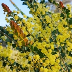 Acacia pravissima (Wedge-leaved Wattle, Ovens Wattle) at Penrose, NSW - 10 Sep 2023 by Aussiegall