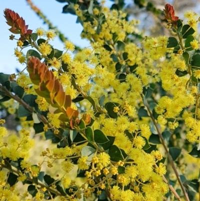 Acacia pravissima (Wedge-leaved Wattle, Ovens Wattle) at Penrose - 10 Sep 2023 by Aussiegall