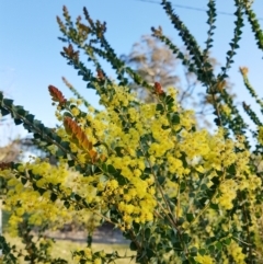 Acacia pravissima at Penrose, NSW - 10 Sep 2023 04:32 PM