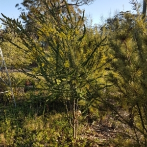 Acacia pravissima at Penrose, NSW - 10 Sep 2023 04:32 PM