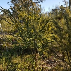 Acacia pravissima at Penrose, NSW - 10 Sep 2023