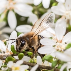 Apis mellifera (European honey bee) at Black Mountain - 12 Sep 2023 by Roger