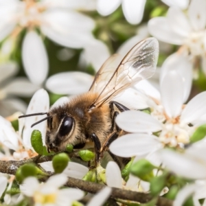 Apis mellifera at Canberra Central, ACT - 12 Sep 2023