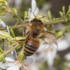 Apis mellifera at Canberra Central, ACT - 12 Sep 2023 12:11 PM