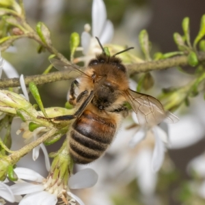Apis mellifera at Canberra Central, ACT - 12 Sep 2023
