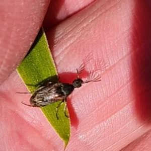 Ripiphoridae (family) at Isaacs, ACT - 12 Sep 2023