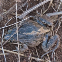 Limnodynastes tasmaniensis (Spotted Grass Frog) at Dry Plain, NSW - 19 May 2023 by AndyRoo