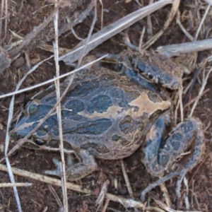 Limnodynastes tasmaniensis at Dry Plain, NSW - 19 May 2023