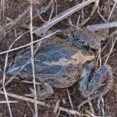 Limnodynastes tasmaniensis (Spotted Grass Frog) at Top Hut TSR - 19 May 2023 by AndyRoo