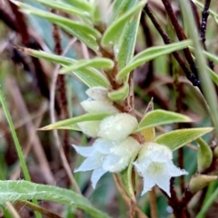 Melichrus urceolatus (Urn Heath) at Wamboin, NSW - 27 Aug 2023 by Komidar