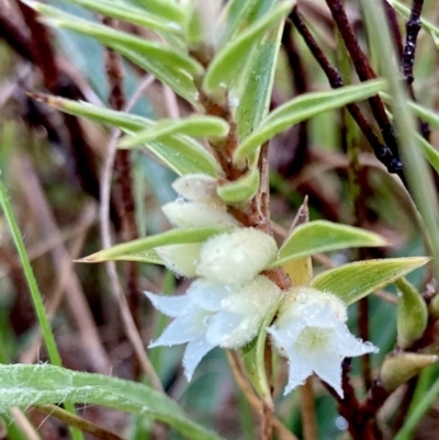 Melichrus urceolatus (Urn Heath) at Wamboin, NSW - 28 Aug 2023 by Komidar