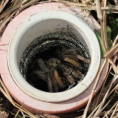 Unidentified Wolf spider (Lycosidae) at Dry Plain, NSW - 19 May 2023 by AndyRoo