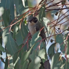 Melithreptus brevirostris (Brown-headed Honeyeater) at Stromlo, ACT - 12 Sep 2023 by wombey