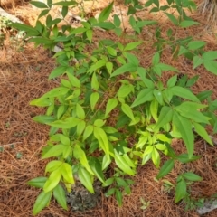 Nandina domestica (Sacred Bamboo) at Isaacs, ACT - 12 Sep 2023 by Mike