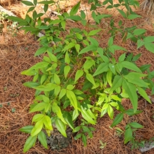 Nandina domestica at Isaacs, ACT - 12 Sep 2023