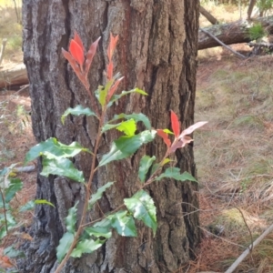 Photinia serratifolia at Isaacs, ACT - 12 Sep 2023