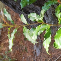 Photinia serratifolia at Isaacs, ACT - 12 Sep 2023