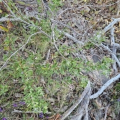 Persoonia rigida (Hairy Geebung) at Canberra Central, ACT - 12 Sep 2023 by Csteele4