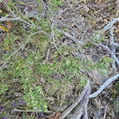 Persoonia rigida (Hairy Geebung) at Black Mountain - 12 Sep 2023 by Csteele4