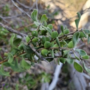 Persoonia rigida at Canberra Central, ACT - suppressed